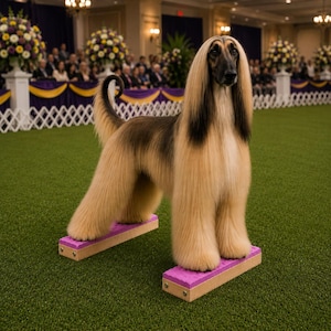 May include: An Afghan Hound stands on two small, rectangular purple platforms on a green surface. The dog has long, flowing, tan fur with black accents on its face and ears. The background includes a crowd of people and floral arrangements.
