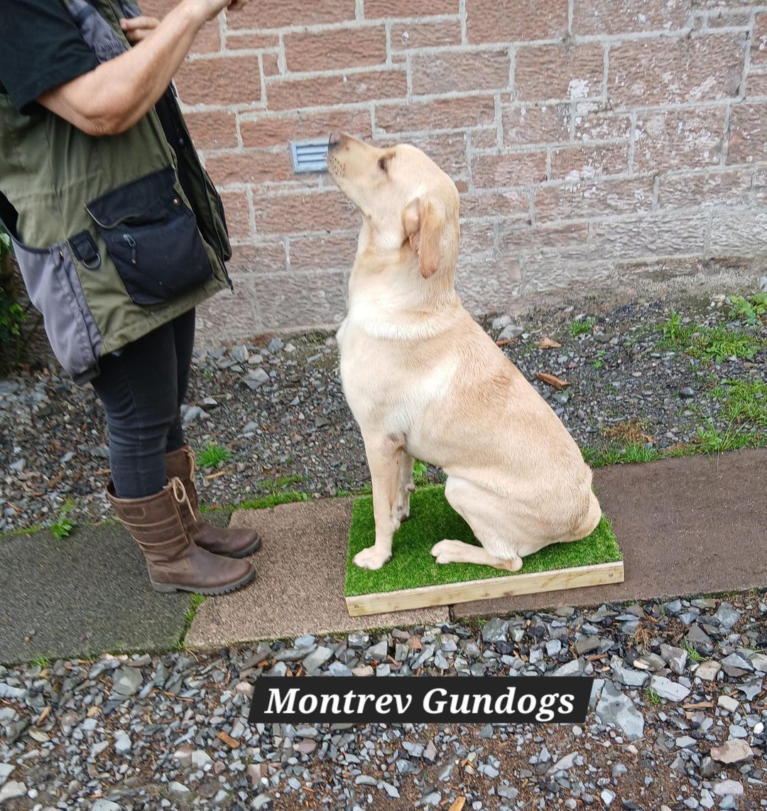 Handcrafted Dog Training Place Board: Gundogs, Puppies, Agility