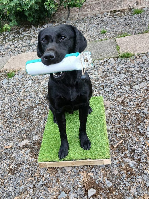 Dog Training Place Board: Your Guide to Success