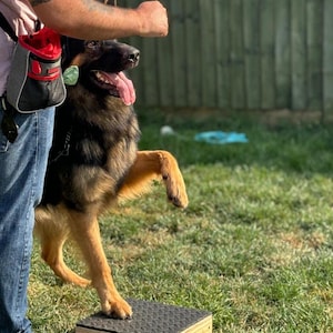 Handgefertigte Pivot Box für Hundetraining: Agility, Obedience, IGP