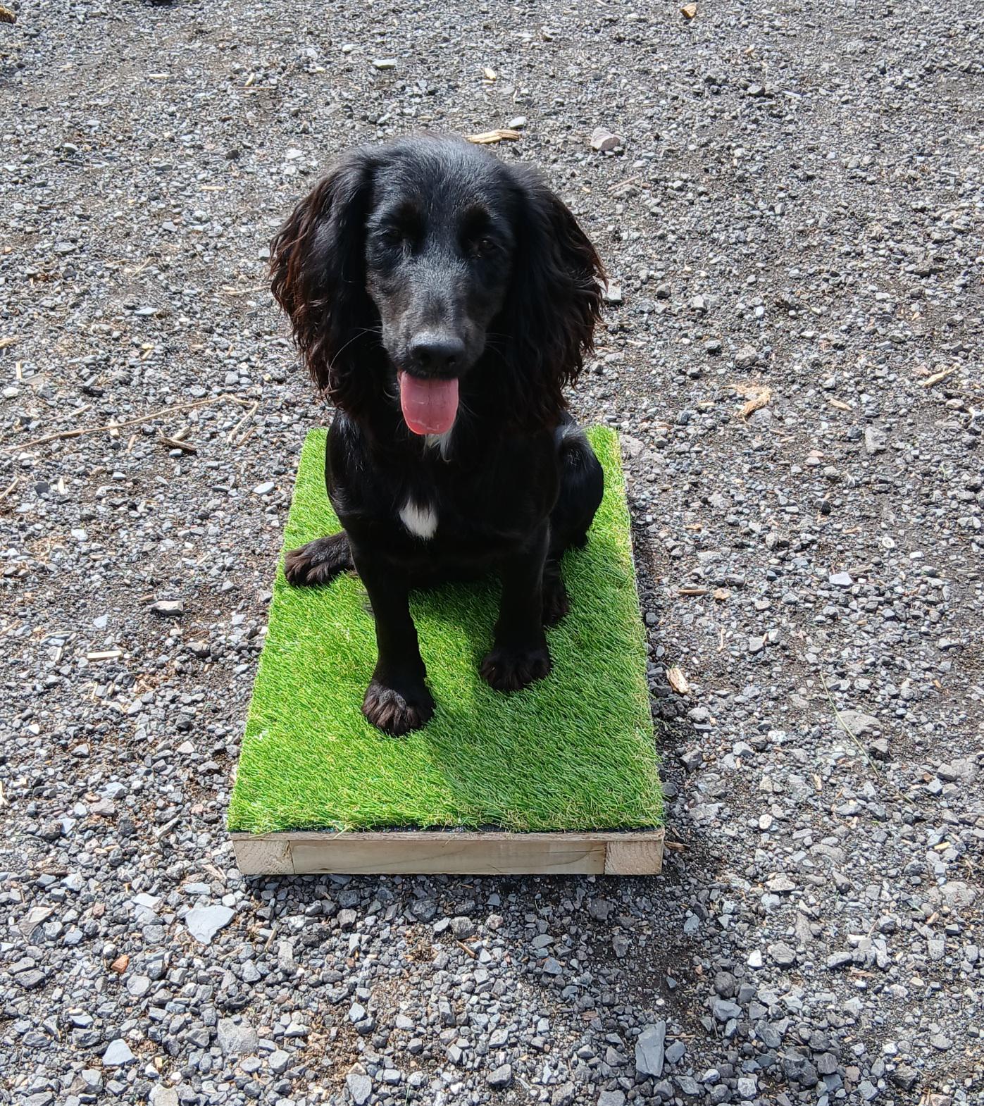Placeboards Für Das Hundetraining - Effektives Training Mit Festen Pl