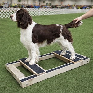 May include: An English Springer Spaniel, with brown and white markings, stands on a wooden dog agility platform. The platform has two elevated sections with black non-slip surfaces. The dog is being held by a person's hand. The background is green turf.