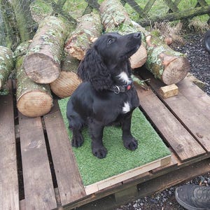 Dog Training Place Board/Platform/Dog Sports/Obedience: For Gundogs/Puppies/All Dog Breeds. Handcrafted by Montrev Gundogs! View Our Range!