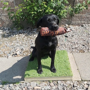 Dog Training Place Board/Platform/Dog Sports/Obedience for Gundogs/Puppies/All Dog Breeds: Handcrafted by Montrev Gundogs. View our Range!