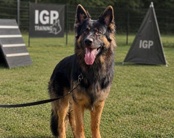 Handcrafted Dog Training Pivot Box: Agility, Obedience, IGP