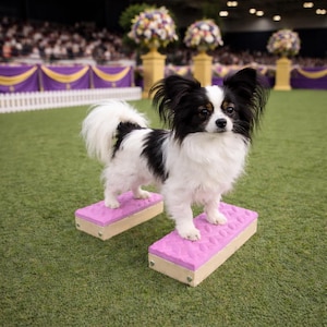 May include: A Papillon dog, with black and white fur, stands on two pink rectangular platforms. The dog has long, fluffy fur and large, upright ears. The platforms are on a green grassy field.