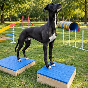 May include: A black dog with white patches stands on two blue square platforms in a park. The dog looks upwards, with agility equipment in the background. The platforms have a textured surface and wooden sides.