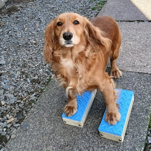 Handcrafted Dog Training Stacking Blocks, Agility, Show Conformation