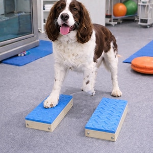 May include: A brown and white dog stands on two blue rectangular balance blocks. The blocks have a textured surface and are made of wood and blue rubber. The dog is in a rehabilitation setting.