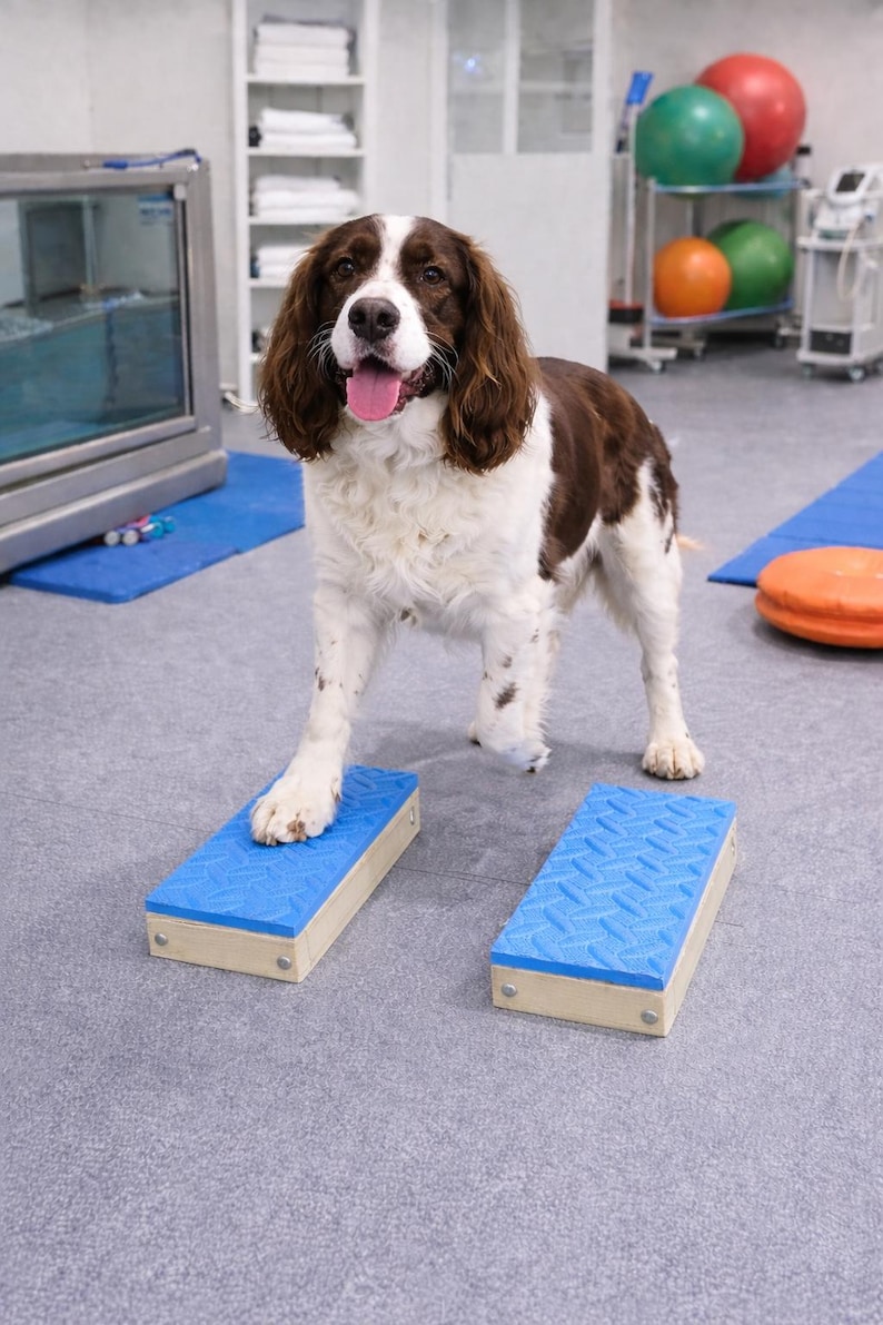 May include: A brown and white dog stands on two blue rectangular balance blocks. The blocks have a textured surface and are made of wood and blue rubber. The dog is in a rehabilitation setting.