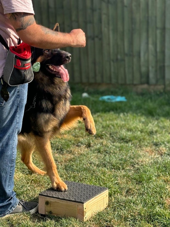 How Much Does Dog Training Equipment Cost: Ultimate Price Guide 2025