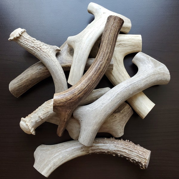 Deer Antler Dog Chew - Premium Grade A USA Deer Antler Dog Chew Treat - 1 Piece - Size S/M/L/XL/Jumbo