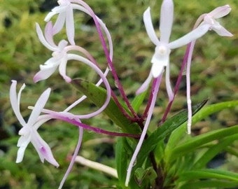 Neofinetia falcata Kogyoku no hana 紅玉之花/Ruby root/Orchid/Vanda/fragrant/miniature