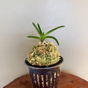 May include: A small green orchid plant with narrow leaves growing from a rounded mound of textured, light green and tan sphagnum moss. The moss ball sits inside a clear, slotted plastic net pot designed for drainage and airflow for the roots.
