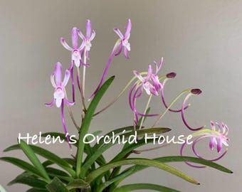 May include: A Neofinetia falcata orchid plant with slender green leaves and long, thin, purple and white flowers. The plant features exposed white roots and moss at the base. The text "Helen's Orchid House" is printed in white across the center.