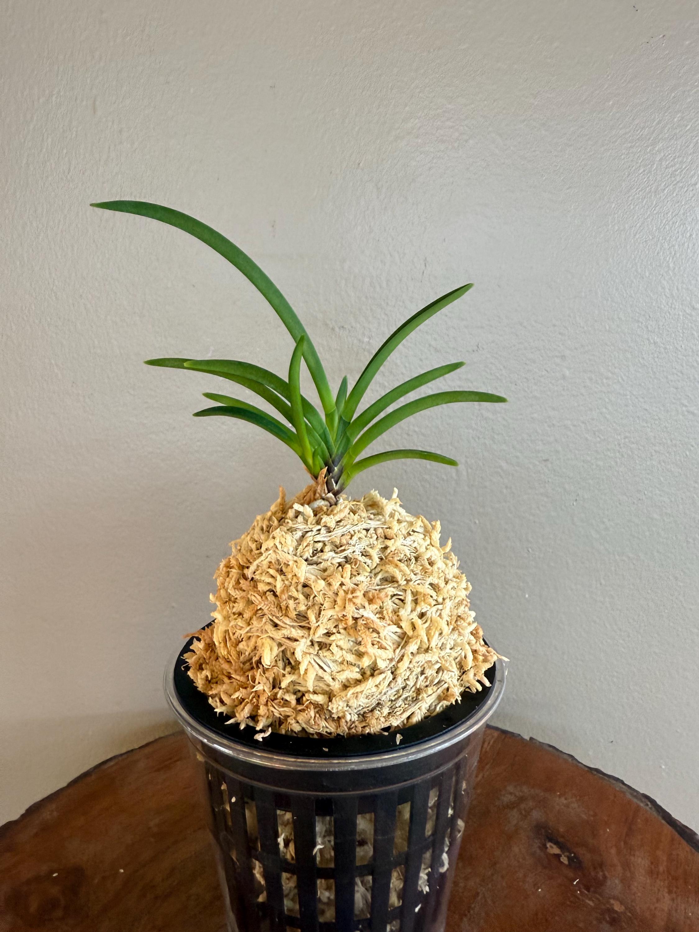 HelensOrchidHouse - Etsy
