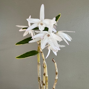 Dendrobium moniliforme JITSUGETSU-FUKURIN 日月覆輪/Orchid/Miniture/fragrant image 1