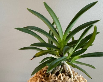 Neofinetia falcata Homeiden 豐明殿/Ruby root/Orchid/Vanda/fragrant/miniature