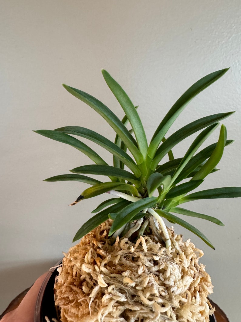 Neofinetia falcata Homeiden 豐明殿/Ruby root/Orchid/Vanda/fragrant/miniature image 1