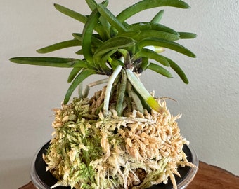 Neofinetia falcata Isechaobo 伊勢矮鶏/Orchid/Vanda/fragrant/miniature/Bean leaf