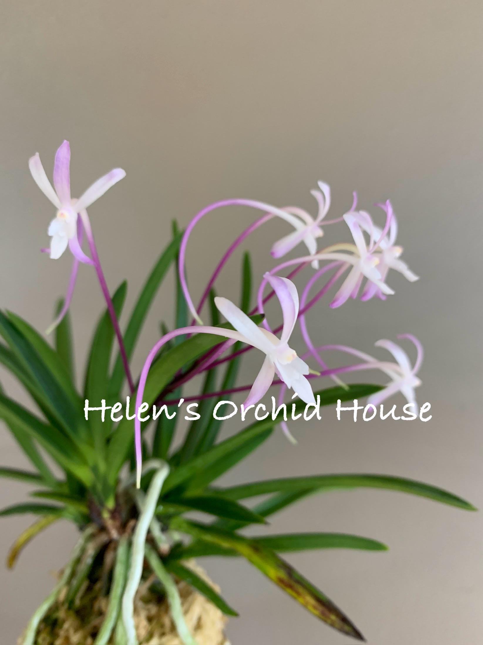 Neofinetia Falcata Shutenno 朱天王/orchid/vanda/fragrant/miniature