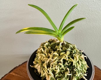 Neofinetia falcata Kinyuko 金幽晃/Orchid/Vanda/fragrant/miniature