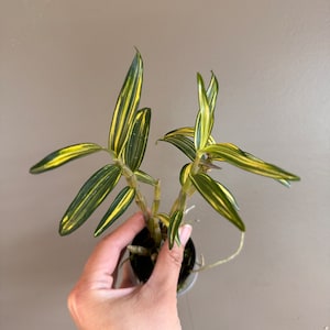 Dendrobium moniliforme Geumsong 金松/Orchid/miniature/fragrant