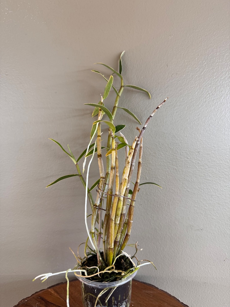 Dendrobium moniliforme JITSUGETSU-FUKURIN 日月覆輪/Orchid/Miniture/fragrant image 3