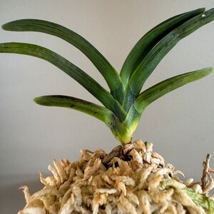 Neofinetia falcata Suminagashi 墨流/Orchid/Vanda/fragrant/miniature image 5