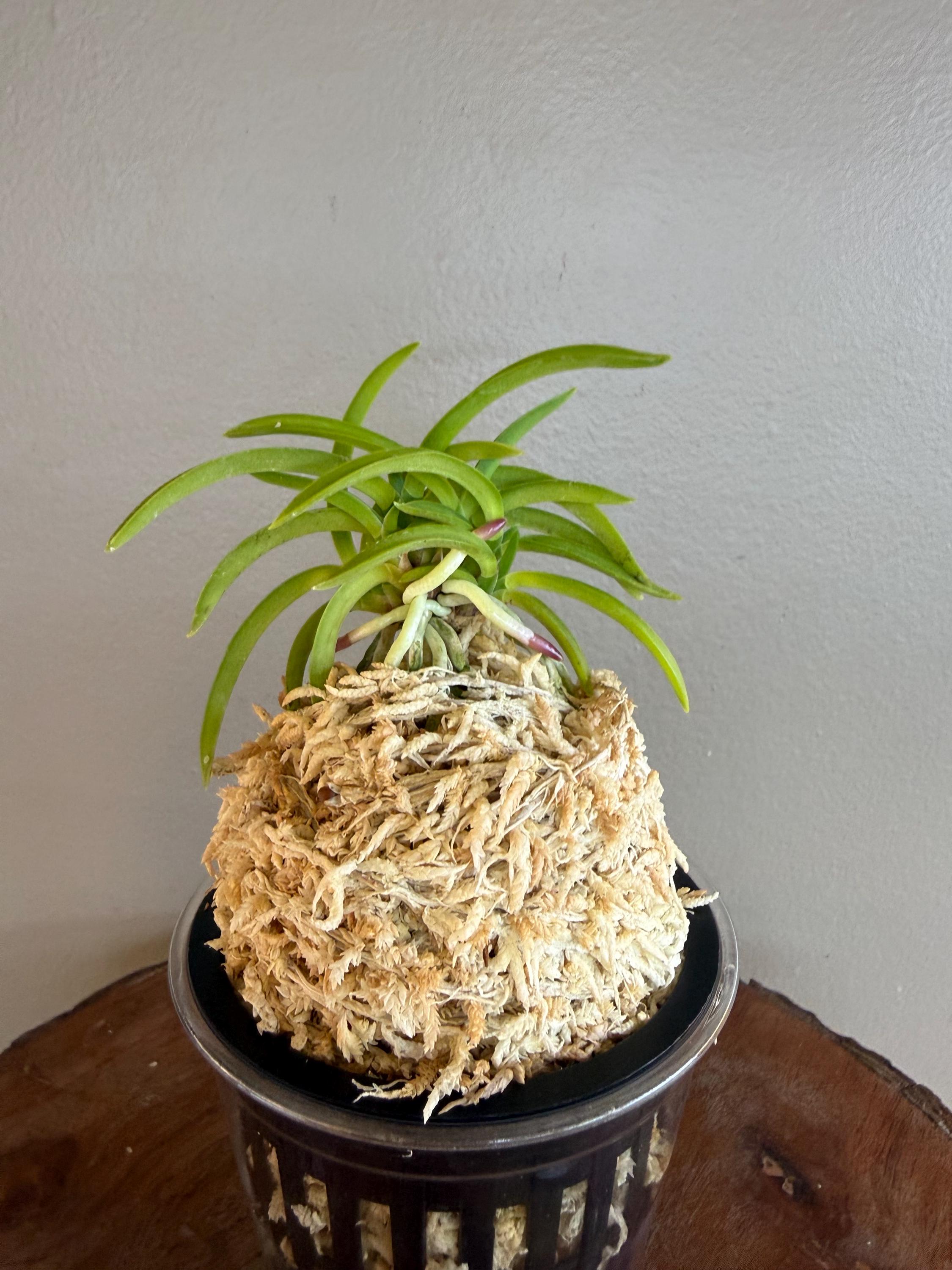 Neofinetia Falcata Jomon No Hikari 縄文の光/orchid/vanda/fragrant