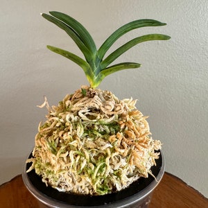 Neofinetia falcata Suminagashi 墨流/Orchid/Vanda/fragrant/miniature image 1