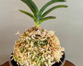 Neofinetia falcata Suminagashi 墨流/Orchid/Vanda/fragrant/miniature