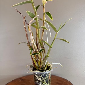 Dendrobium moniliforme JITSUGETSU-FUKURIN 日月覆輪/Orchid/Miniture/fragrant image 4