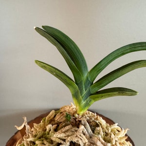 Neofinetia falcata Suminagashi 墨流/Orchid/Vanda/fragrant/miniature image 3