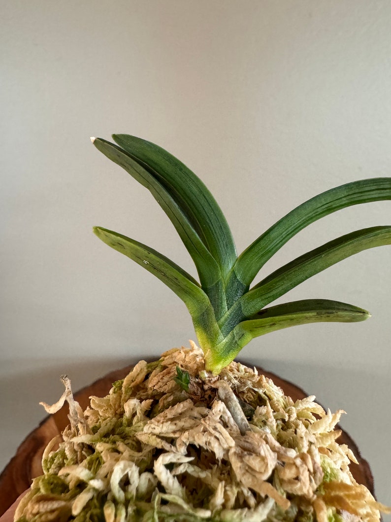 Neofinetia falcata Suminagashi 墨流/Orchid/Vanda/fragrant/miniature image 3