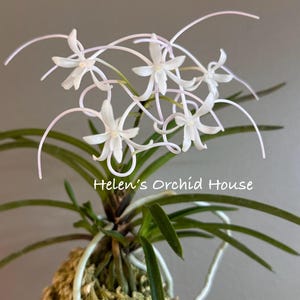 May include: A Neofinetia falcata orchid plant with white, star-shaped flowers featuring long, slender, curved petals. The plant has dark green, narrow leaves and thick roots growing from a moss-covered base. Text reads Helen's Orchid House.