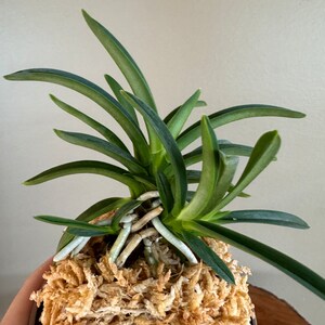 Neofinetia falcata Homeiden 豐明殿/Ruby root/Orchid/Vanda/fragrant/miniature image 5