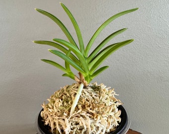 Neofinetia falcata Kinyuko 金幽晃/Orchid/Vanda/fragrant/miniature