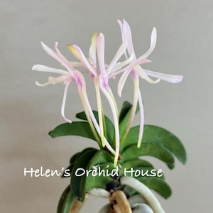 May include: A Neofinetia falcata orchid plant featuring slender, pale pink and white star-shaped flowers with long spurs. The plant has thick, dark green, curved leaves and visible light-colored roots. The text Helen's Orchid House is visible.