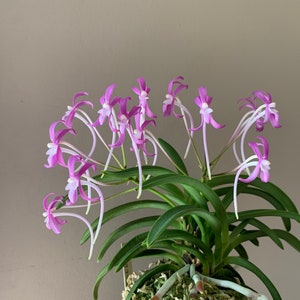 Neofinetia falcata Honggang 紅綱/Orchid/Vanda/fragrant/miniature