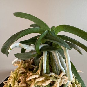 Neofinetia falcata Onami Seikai 大波青海/Orchid/Vanda/fragrant/miniature image 3