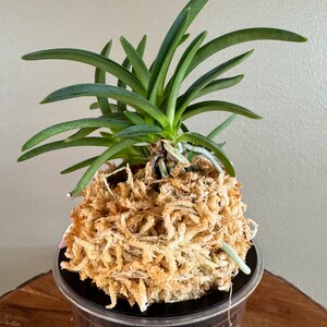 Neofinetia falcata Homeiden 豐明殿/Ruby root/Orchid/Vanda/fragrant/miniature image 4