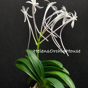 May include: A Neofinetia falcata orchid plant with long, slender white flowers featuring delicate, curved petals and a green stem. The plant has thick, dark green, fan-shaped leaves and is potted in light brown moss. Text reads HelensOrchidHouse.