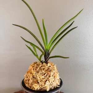 Neofinetia falcata Manjushage 曼珠沙華 with Ruby root/Orchid/Vanda/fragrant/miniature image 4