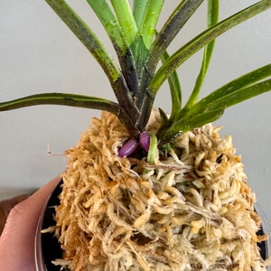 Neofinetia falcata Manjushage 曼珠沙華 with Ruby root/Orchid/Vanda/fragrant/miniature image 3