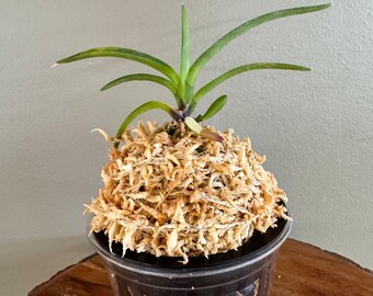 Neofinetia falcata Setsuza 雪山/Orchid/Vanda/fragrant/miniature/Variegated