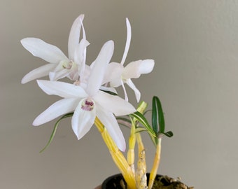Dendrobium moniliforme KINTSURU 金鶴/Orchid/miniature/fragrant