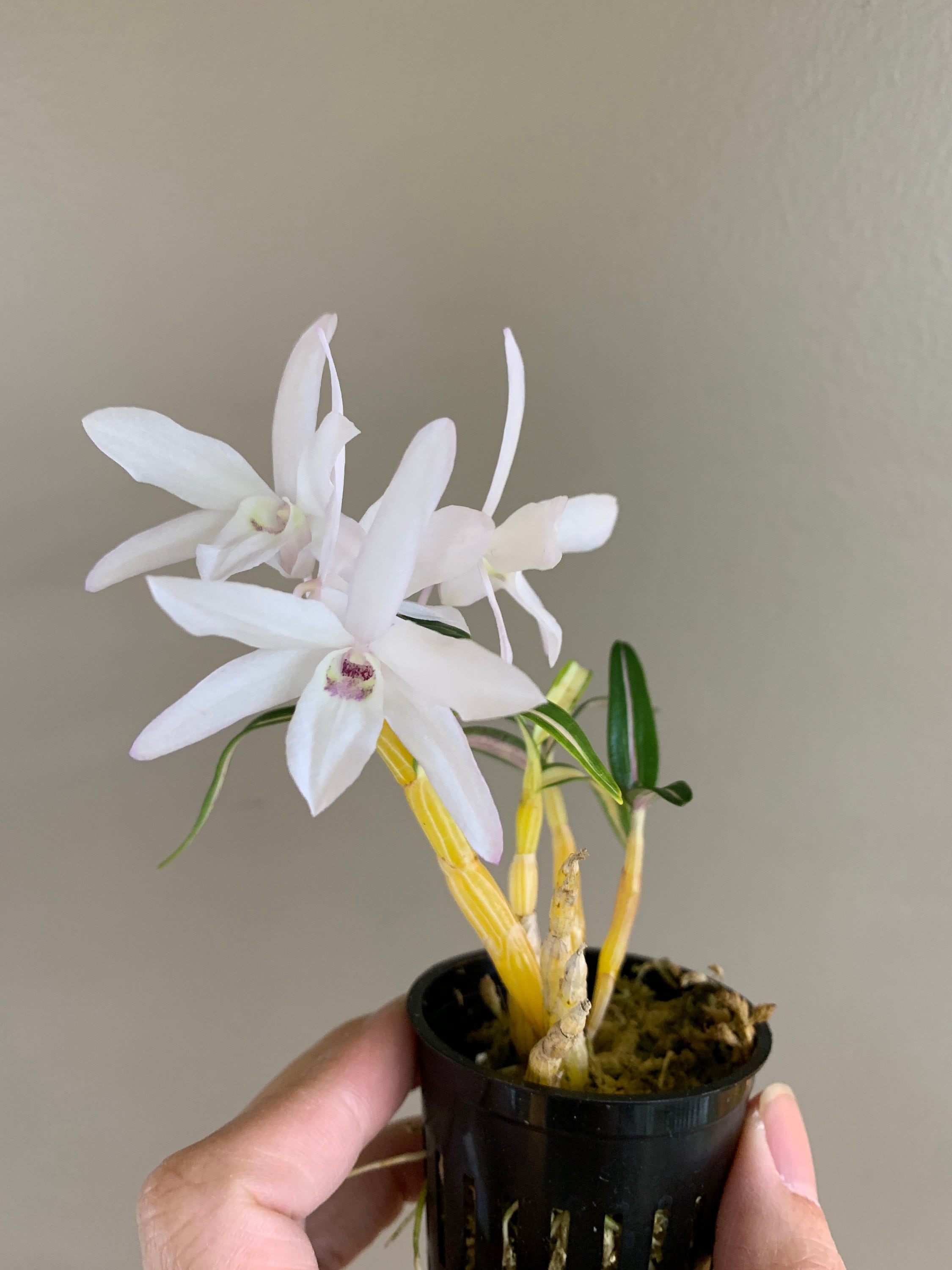 【未使用品】シンガポール $5 Dendrobium Crumenatum 銀貨 未使用品】シンガポール Dendrobium Crumenatum 銀貨 5 Dollars
