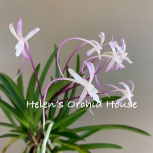 Neofinetia falcata Shutenno 朱天王/Orchid/Vanda/fragrant/miniature