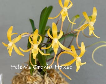 Neofinetia Falcata Kibana Furan (“yellow Wind Orchid”) 黄花風蘭